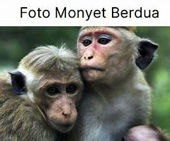 Gambar Monyet Senyum Berdua